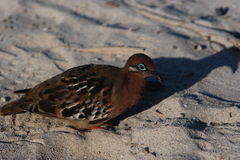 Zenaida galapagoensis