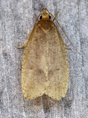 Psilocorsis reflexella