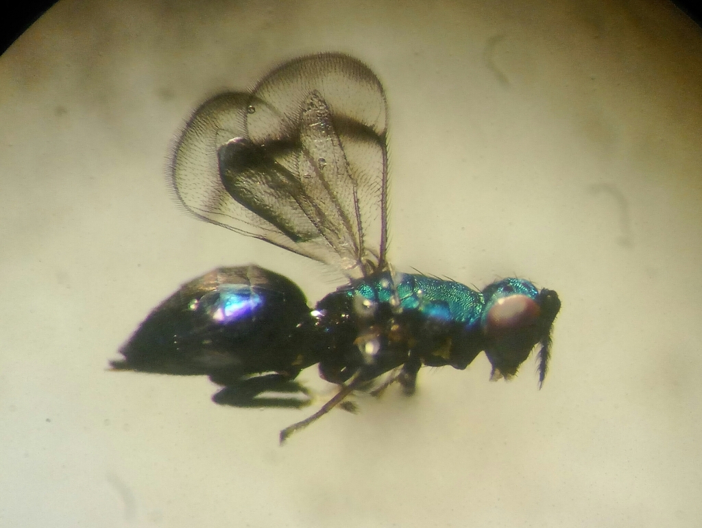 Entedoninae