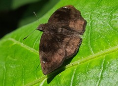 Nisoniades macarius