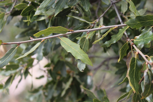 Quercus affinis