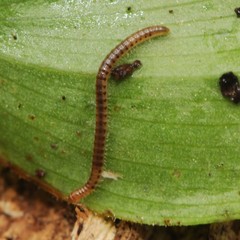 Blaniulidae