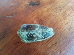 Conus stercusmuscarum