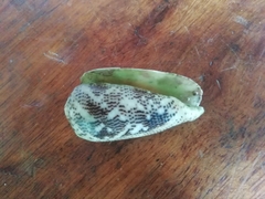 Conus stercusmuscarum
