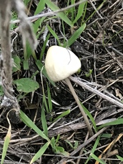 Conocybe apala albipes