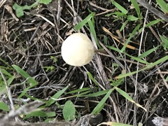 Conocybe apala albipes