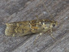 Ancylosis undulatella