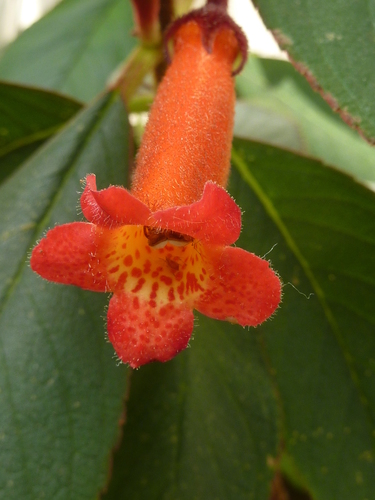 Kohleria hirsuta var. hirsuta