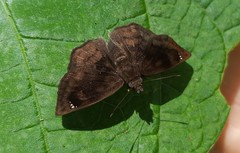 Nisoniades macarius
