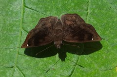 Nisoniades macarius