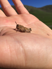 Chimarocephala pacifica