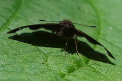 Nisoniades macarius