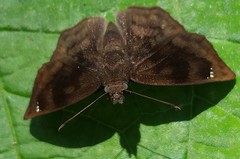 Nisoniades macarius