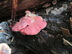 Phlebia incarnata image