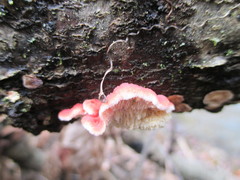 Phlebia incarnata image