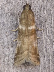 Acrobasis vaccinii