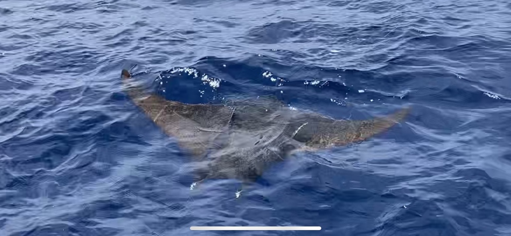 Devil Rays in July 2023 by Josué · iNaturalist