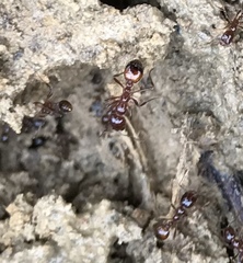 Solenopsis saevissima