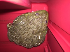 Pyxicephalus adspersus