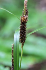 Carex geminata
