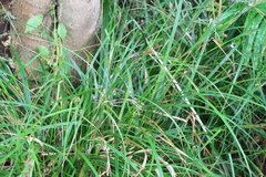 Carex geminata