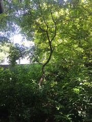 Lonchocarpus nitidus