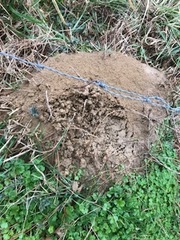 Solenopsis saevissima