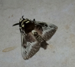 Megalopyge albicollis