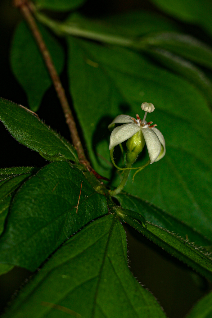 Rytigynia macrura