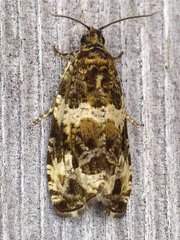 Olethreutes valdanum