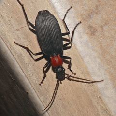 Galerita collaris