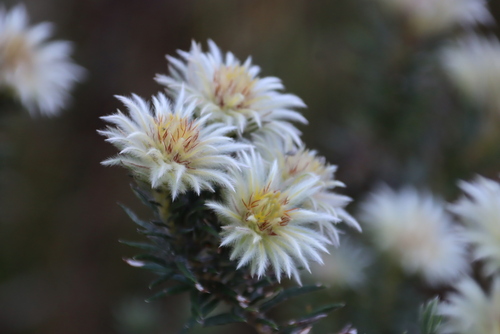 Image of Phylica pubescens by (c) Tony Rebelo, some rights reserved (CC BY-SA)