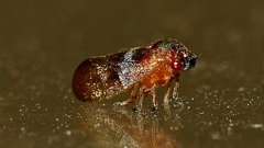 Eoscarta deprivata