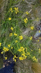 Dolichoglottis lyallii