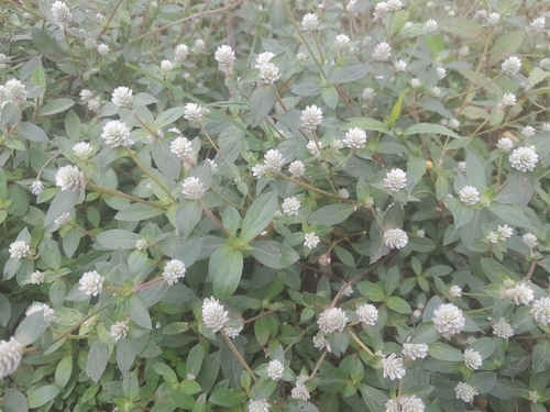 prostrate globe-amaranth