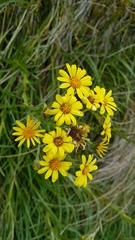 Dolichoglottis lyallii