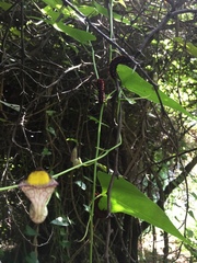 Aristolochia triangularis