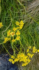 Dolichoglottis lyallii