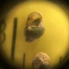 Pyrgulopsis