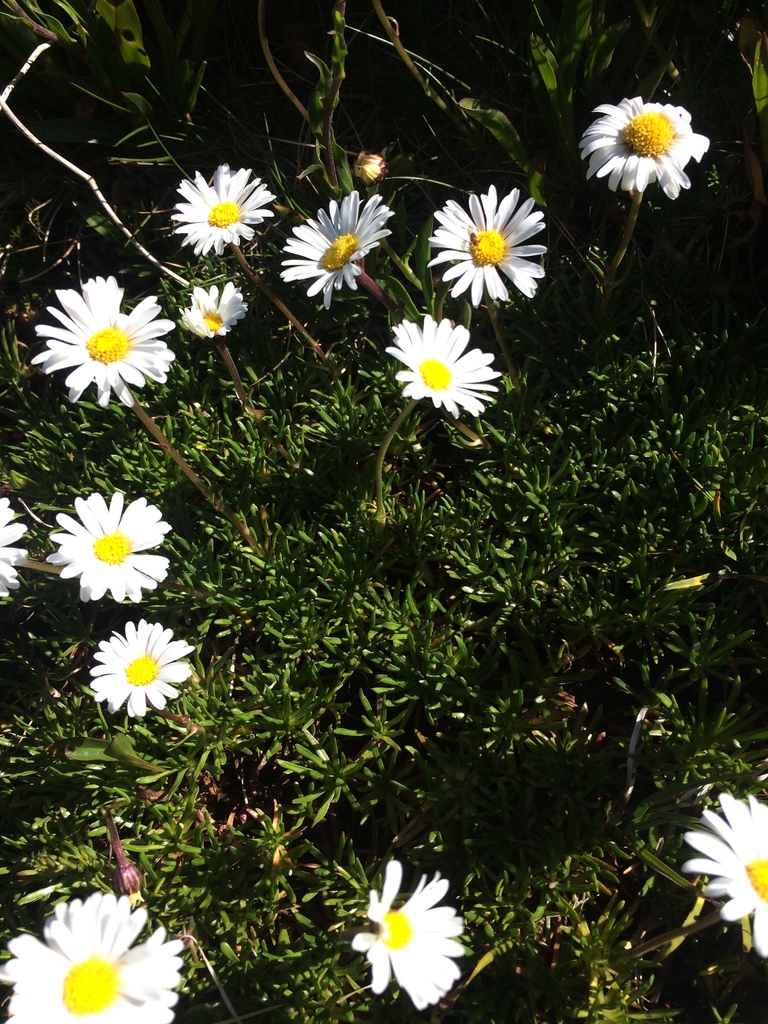 Brachyscome stolonifera