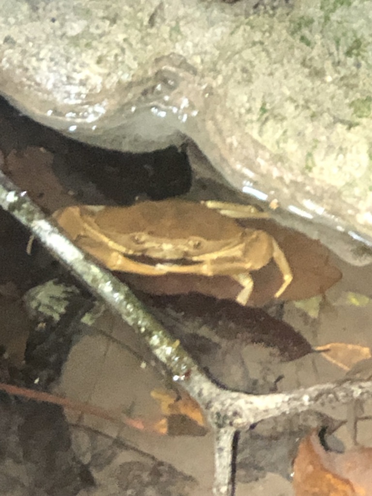 Odontothelphusa lacanjaensis