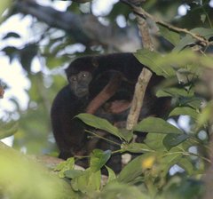 Alouatta discolor