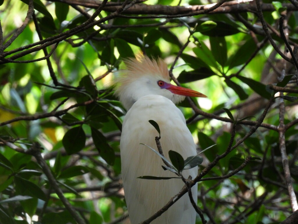 Cattle Egret from Santurce, San Juan, Puerto Rico on July 21, 2023 at ...