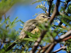 Stigmatura budytoides