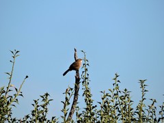 Tarphonomus certhioides