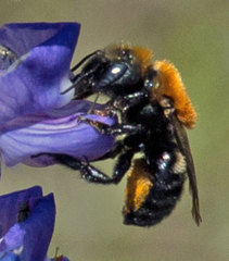 Osmia longula