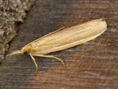 Peoria gematella