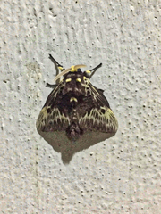 Megalopyge albicollis