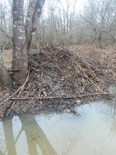 American Beaver photographed in Mississippi