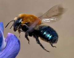 Osmia longula